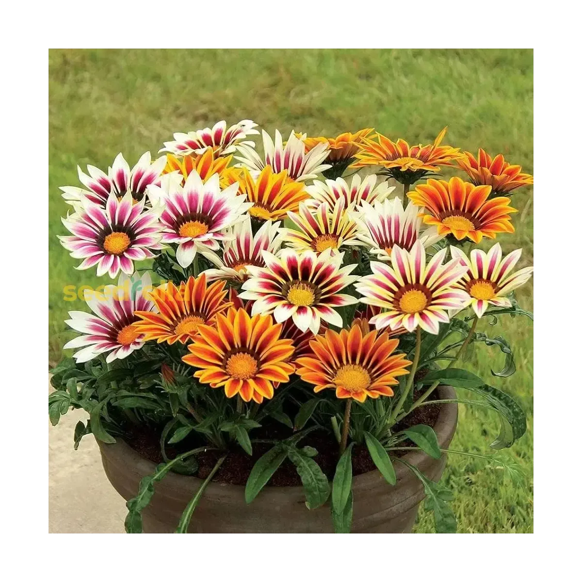 Semi di Gazania FLORTIS