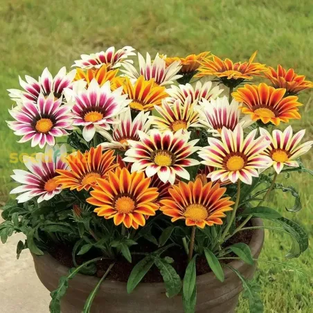 Semi di Gazania FLORTIS