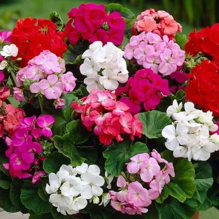 Semi di Geranio Zonale Doppio FLORTIS