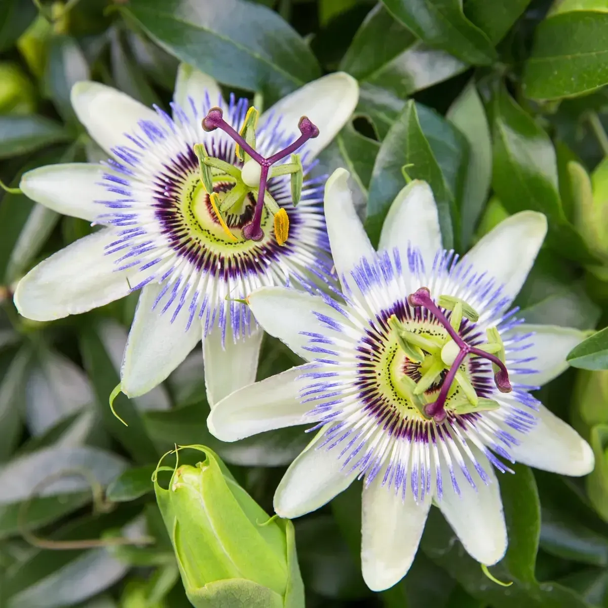 Semi di Passiflora FLORTIS