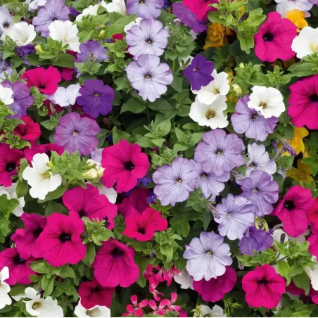 Semi di Petunia Ibrida FLORTIS