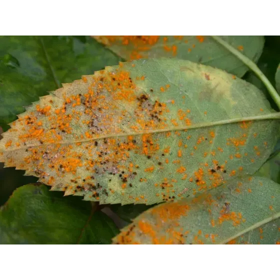 Concime Fungicida Zolfo e Rame con Zinco e Manganese Liquido FLORTIS