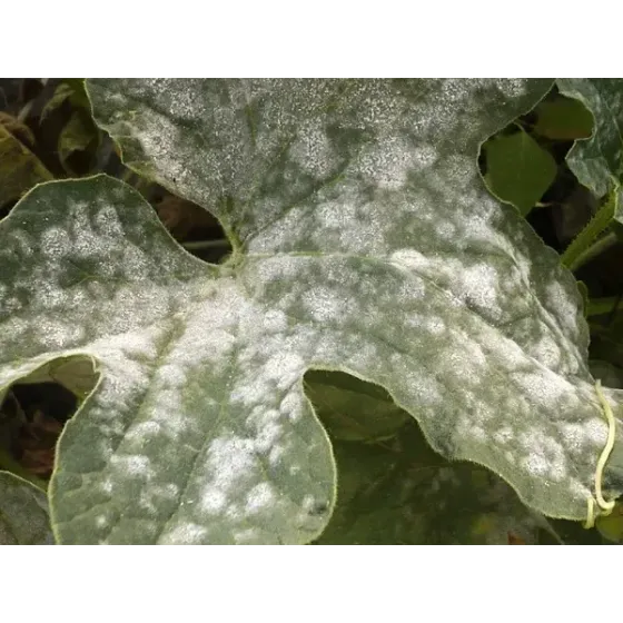 Concime Fungicida Zolfo e Rame con Zinco e Manganese Liquido FLORTIS