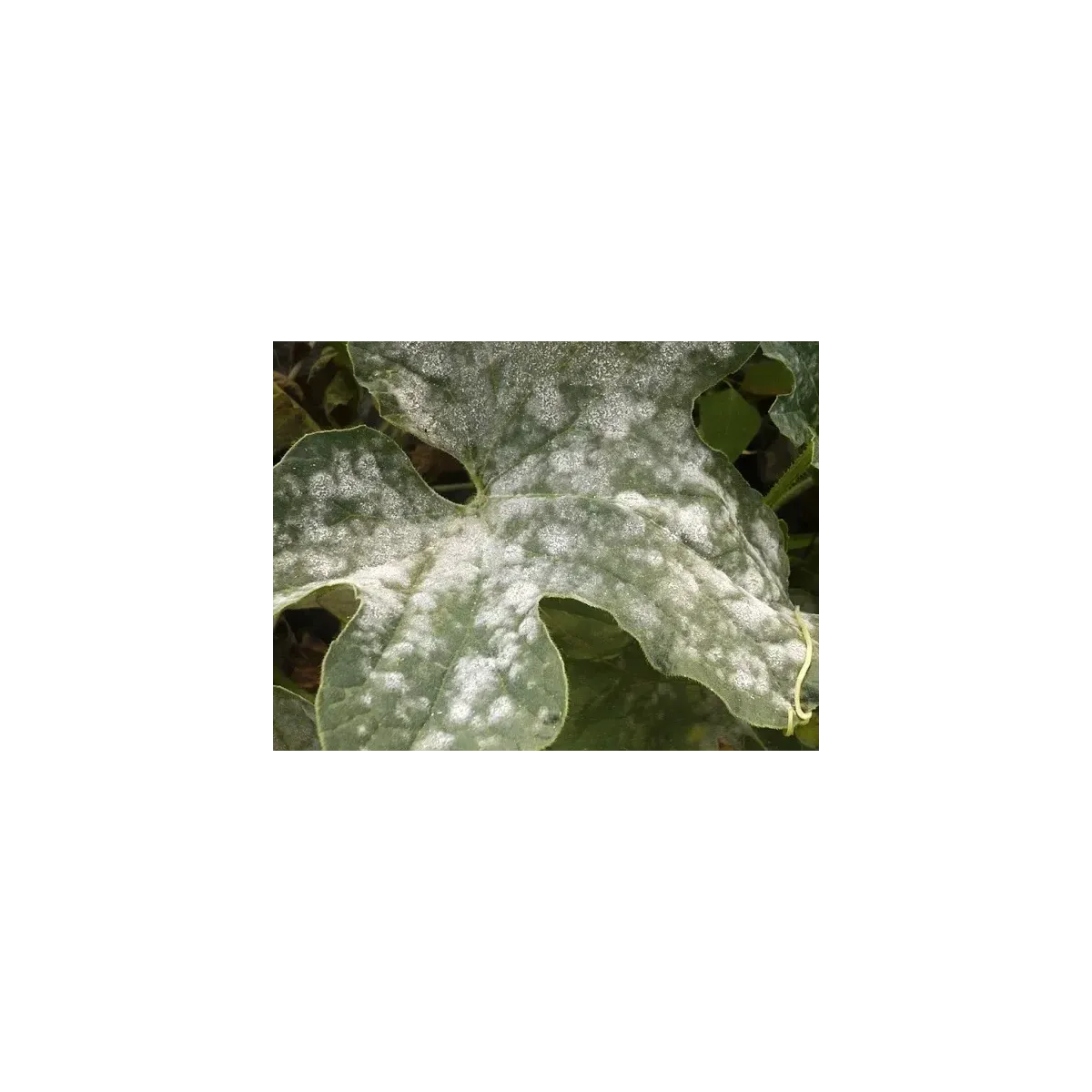 Concime Fungicida Zolfo e Rame con Zinco e Manganese Liquido FLORTIS