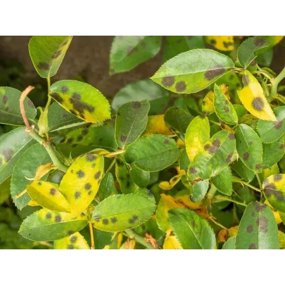 Concime Fungicida Zolfo e Rame con Zinco e Manganese Liquido FLORTIS