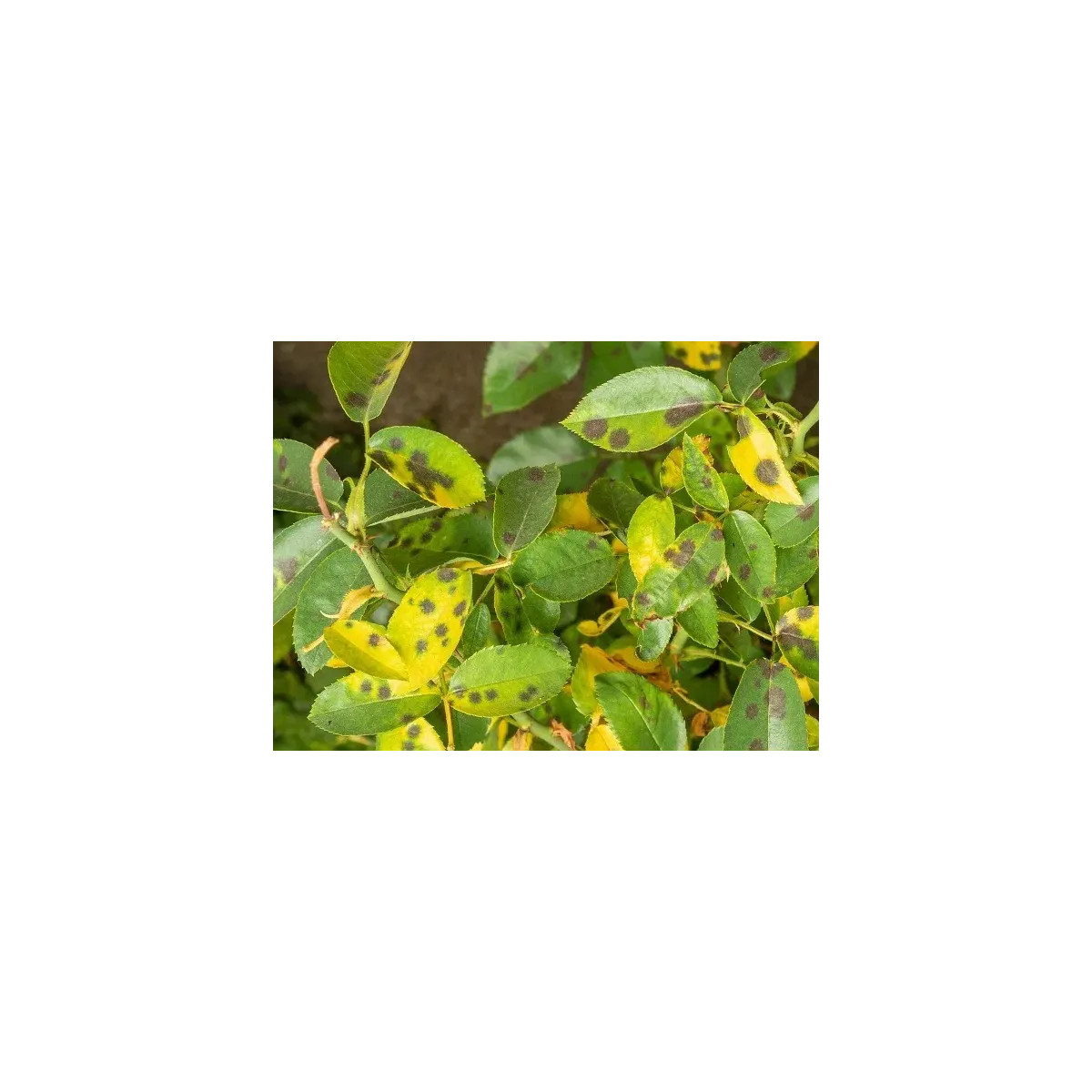 Concime Fungicida Zolfo e Rame con Zinco e Manganese Liquido FLORTIS