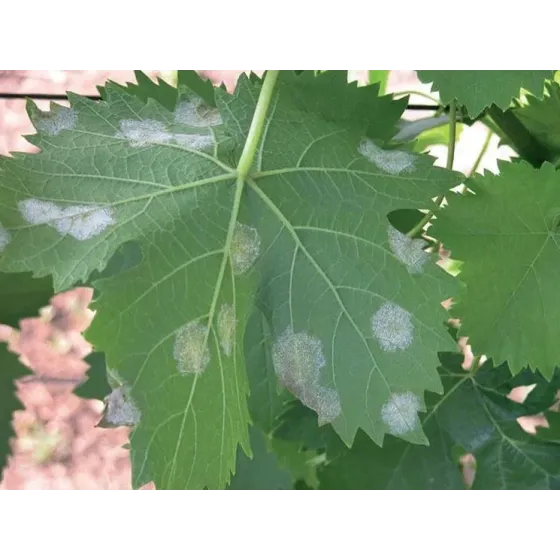 Concime Fungicida Zolfo e Rame con Boro e Manganese Liquido FLORTIS