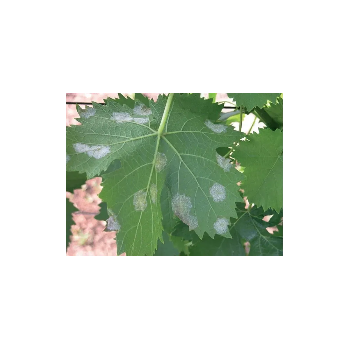 Concime Fungicida Zolfo e Rame con Zinco e Manganese Liquido FLORTIS