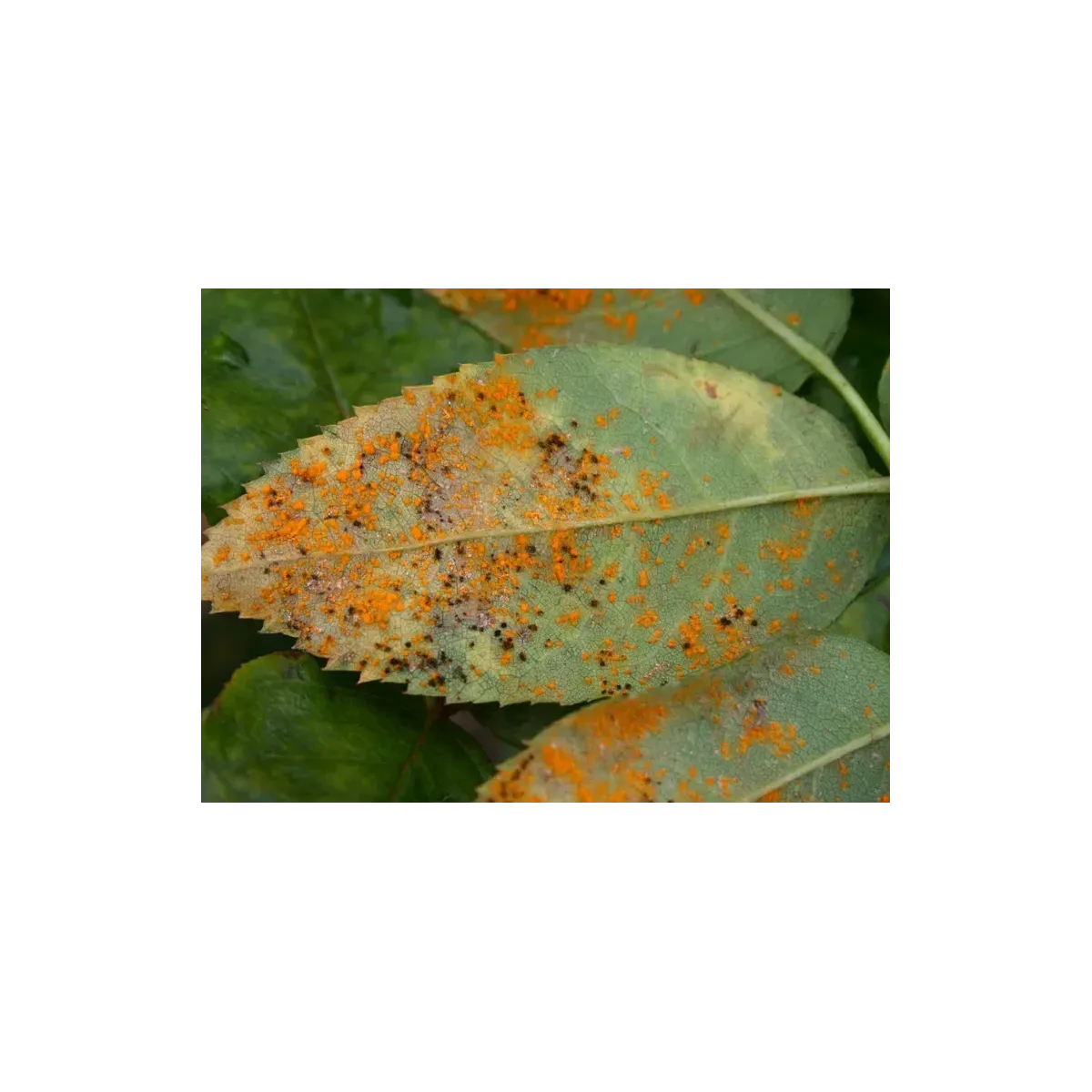 Concime Fungicida Zolfo e Rame con Manganese Liquido FLORTIS