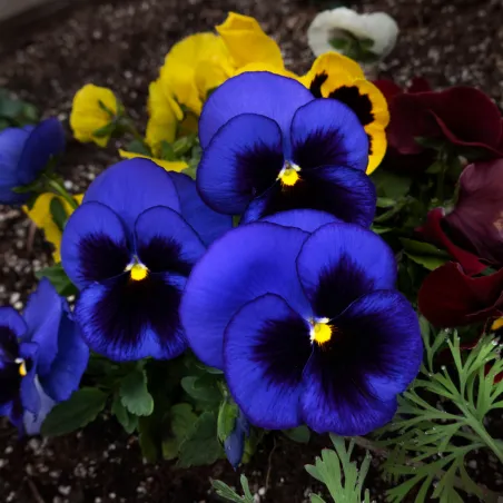 Semi di Viola del Pensiero (Pansè) Gigante BLU FLORTIS