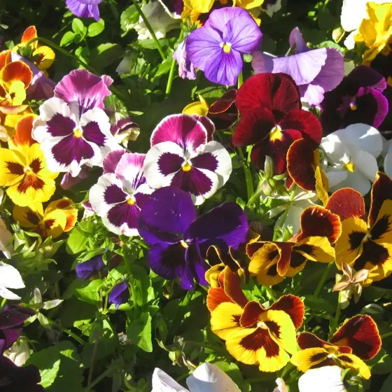 Semi di Viola del Pensiero (Pansè) Mix FLORTIS