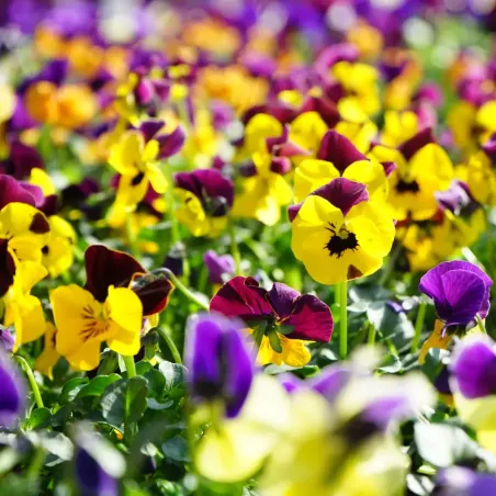 Semi di Viola Cornuta Mix FLORTIS