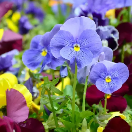 Semi di Viola Cornuta Mix FLORTIS