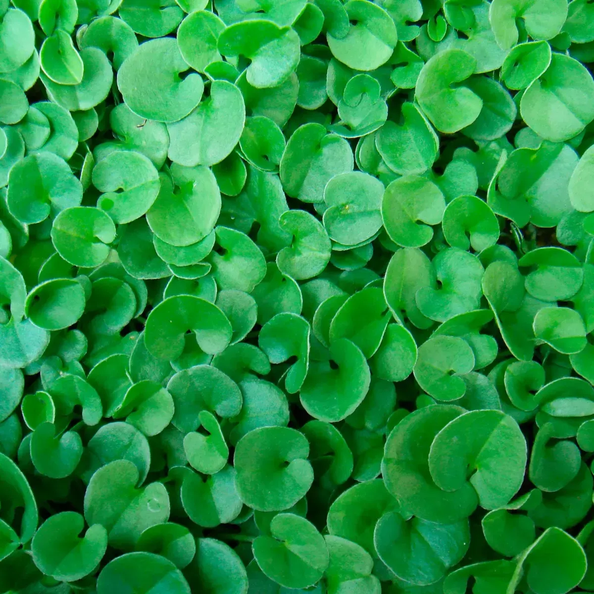 Semi Prato Dichondra REPENS ORTOLANO