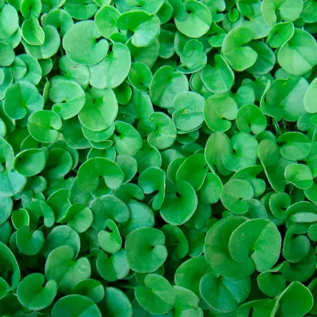 Semi Prato Dichondra REPENS ORTOLANO