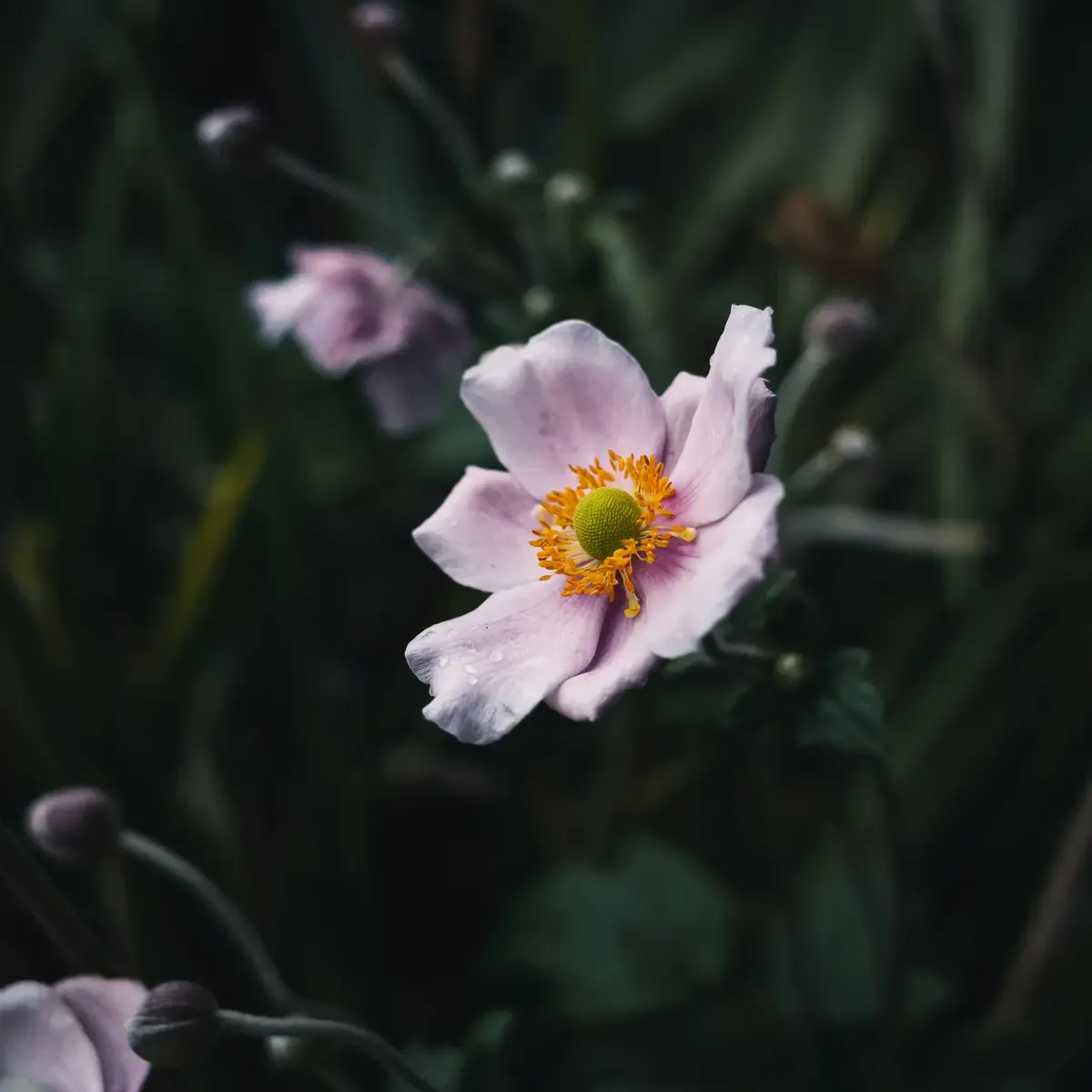 Bulbi di Anemone Coronaria Viola / Rosa MIX