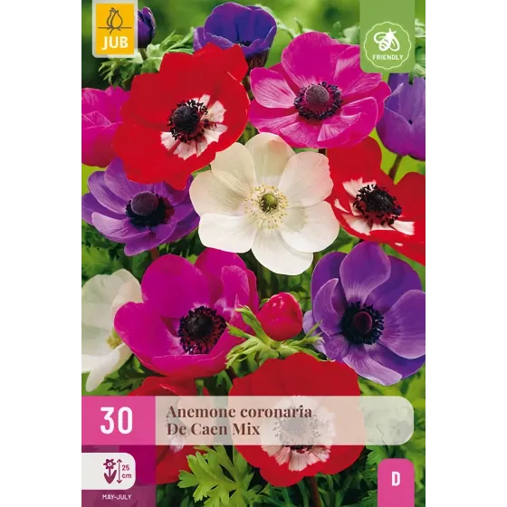 Bulbi di Anemone Coronaria De Caen JUB Holland