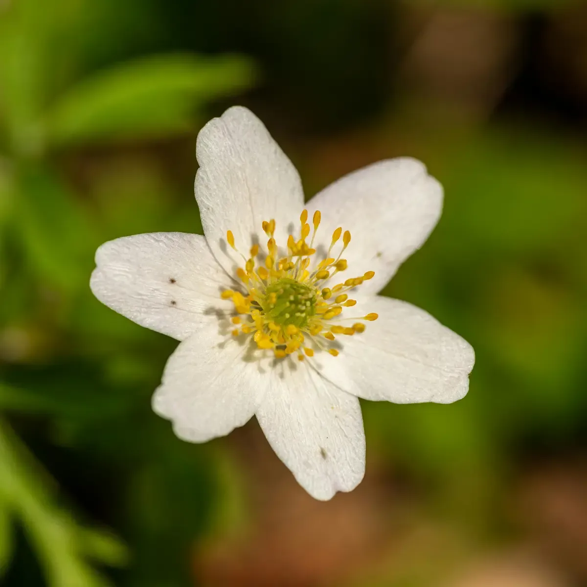 Bulbi di Anemone Coronaria De Caen JUB Holland