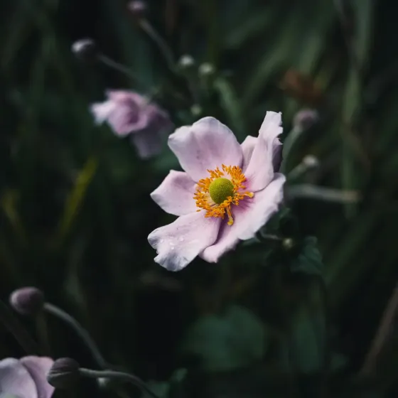 Bulbi di Anemone Coronaria De Caen JUB Holland
