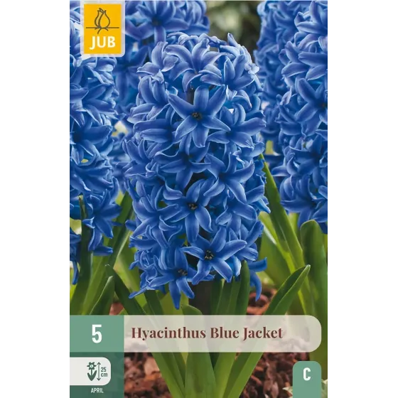 Bulbi di Giacinto Blue Jacket JUB Holland