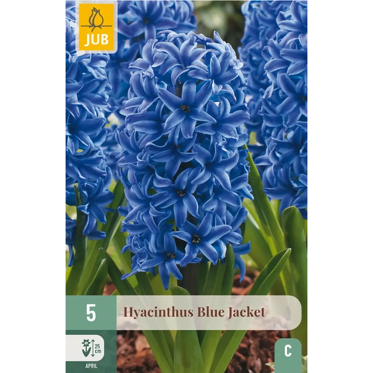 Bulbi di Giacinto Blue Jacket JUB Holland Bulbi di Giacinto Blue Jacket JUB Holland