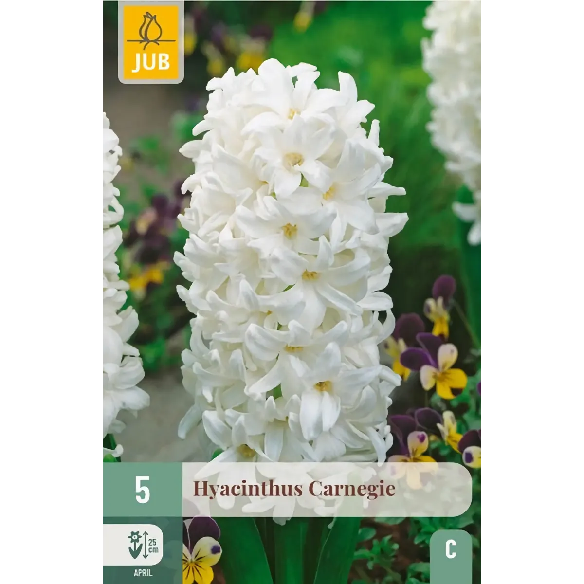 Bulbi di Giacinto Bianco Carnegie JUB Holland Bulbi di Giacinto Bianco Carnegie JUB Holland