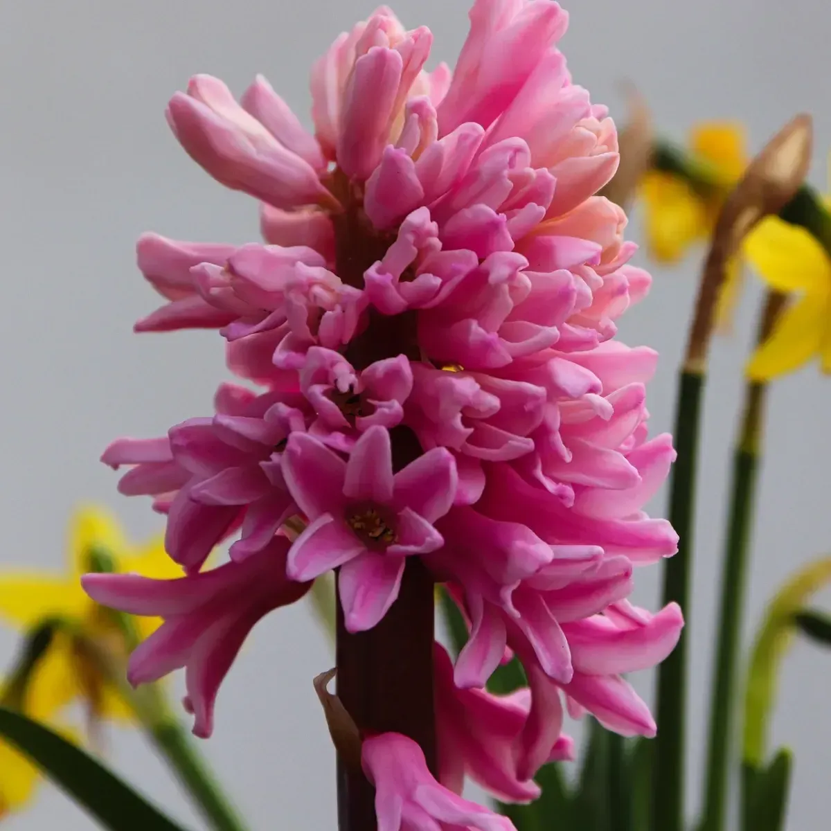 Bulbi di Giacinto Rosa Pink Pearl JUB Holland