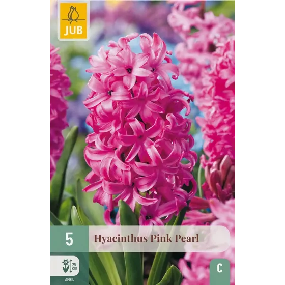 Bulbi di Giacinto Rosa Pink Pearl JUB Holland