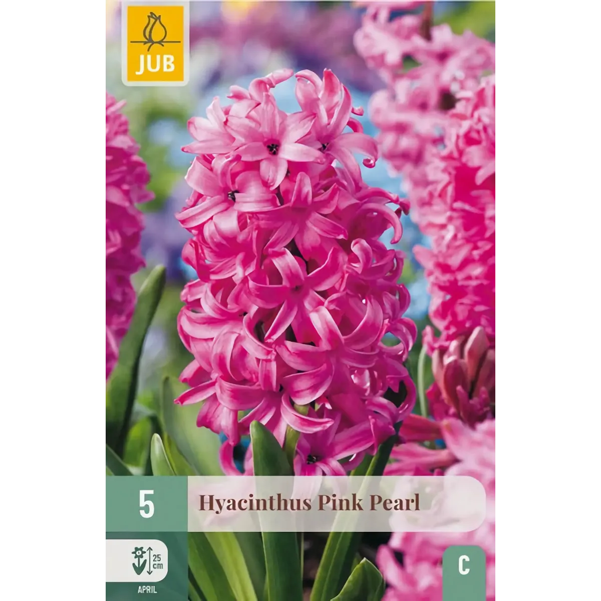 Bulbi di Giacinto Rosa Pink Pearl JUB Holland Bulbi di Giacinto Rosa Pink Pearl JUB Holland