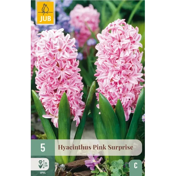 Bulbi di Giacinto Rosa Pink Surprise JUB Holland