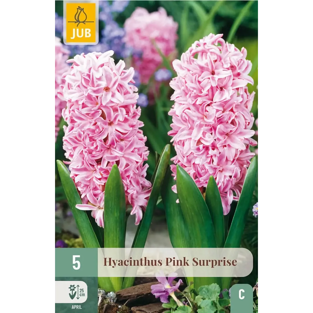 Bulbi di Giacinto Rosa Pink Surprise JUB Holland Bulbi di Giacinto Rosa Pink Surprise JUB Holland
