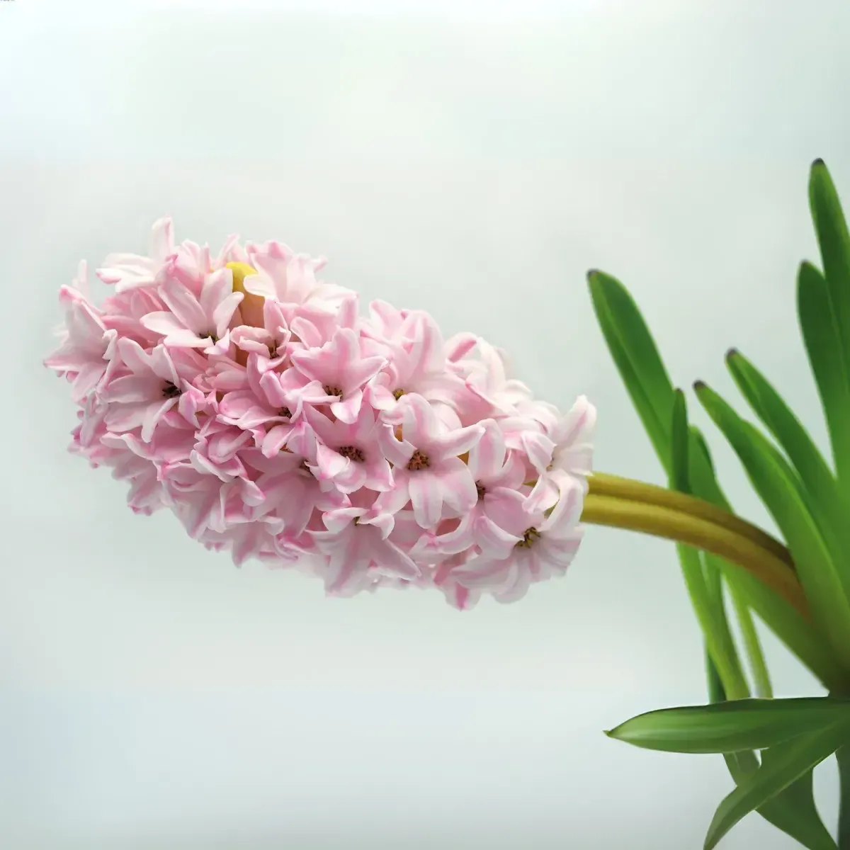 Bulbi di Giacinto Rosa Pink Surprise JUB Holland