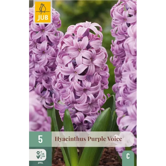 Bulbi di Giacinto Viola Purple Voice JUB Holland