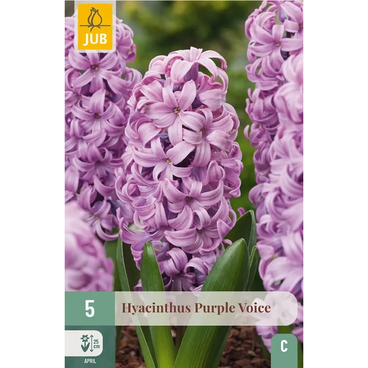 Bulbi di Giacinto Viola Purple Voice JUB Holland Bulbi di Giacinto Viola Purple Voice JUB Holland