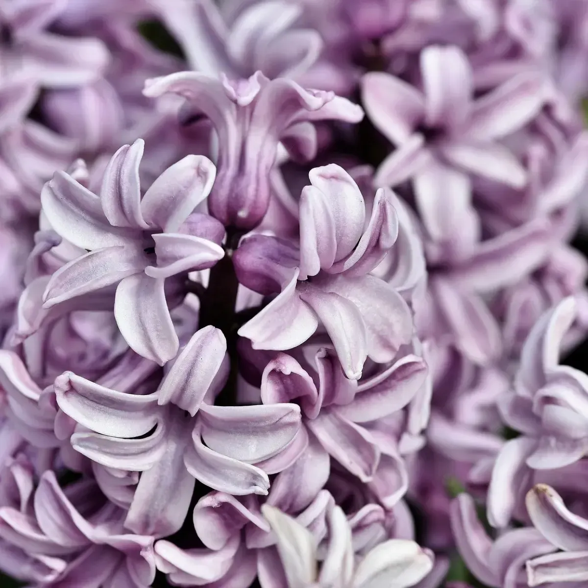 Bulbi di Giacinto Viola Purple Voice JUB Holland