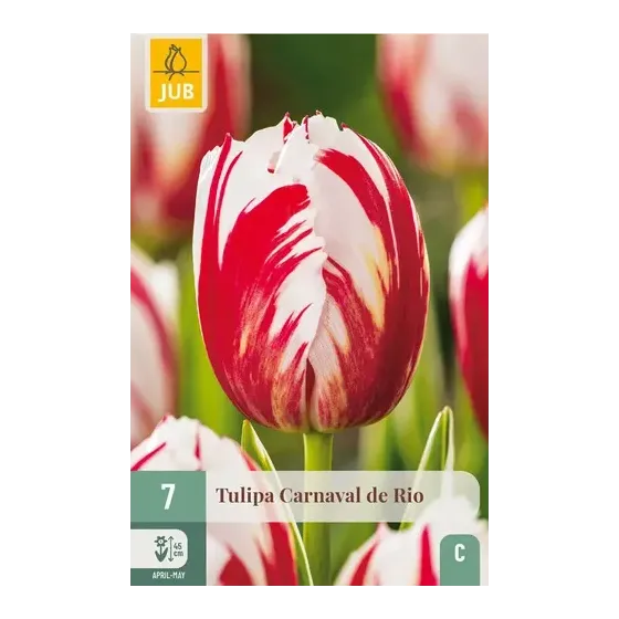 Bulbi di Tulipano Rosso e Bianco Carnevale di Rio | JUB Holland