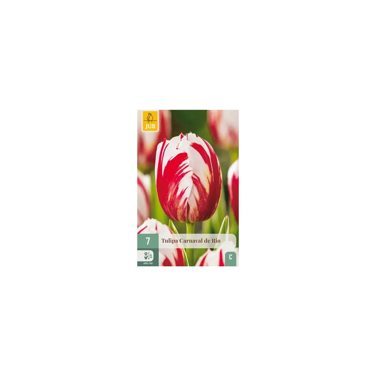 Bulbi di Tulipano Rosso e Bianco Carnevale di Rio | JUB Holland Bulbi di Tulipano Rosso e Bianco Carnevale di Rio | JUB Holland