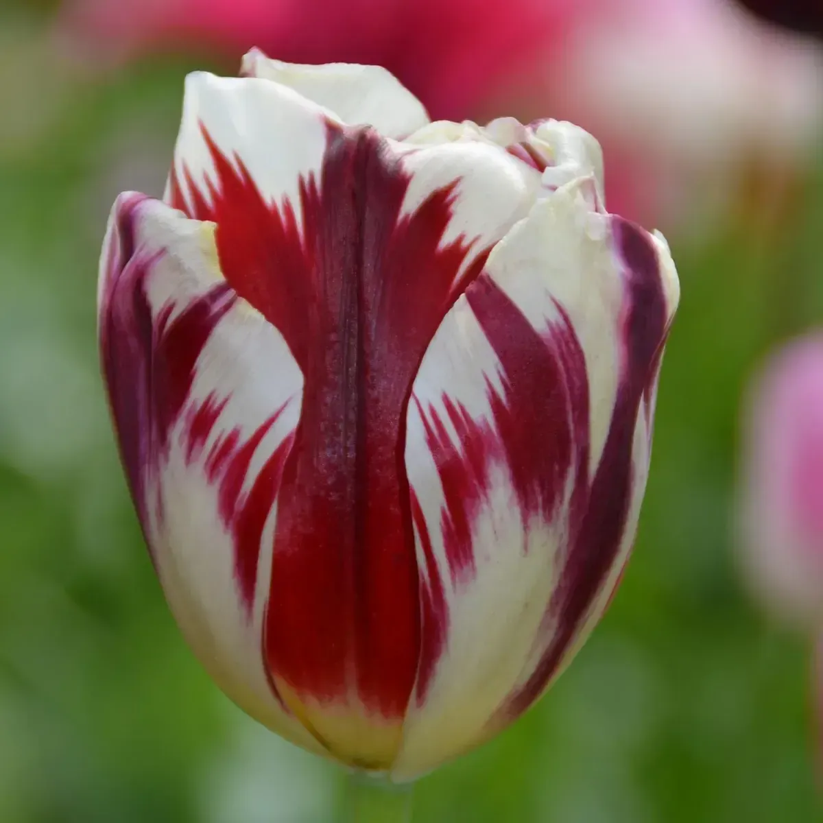 Bulbi di Tulipano Rosso e Bianco Carnevale di Rio | JUB Holland