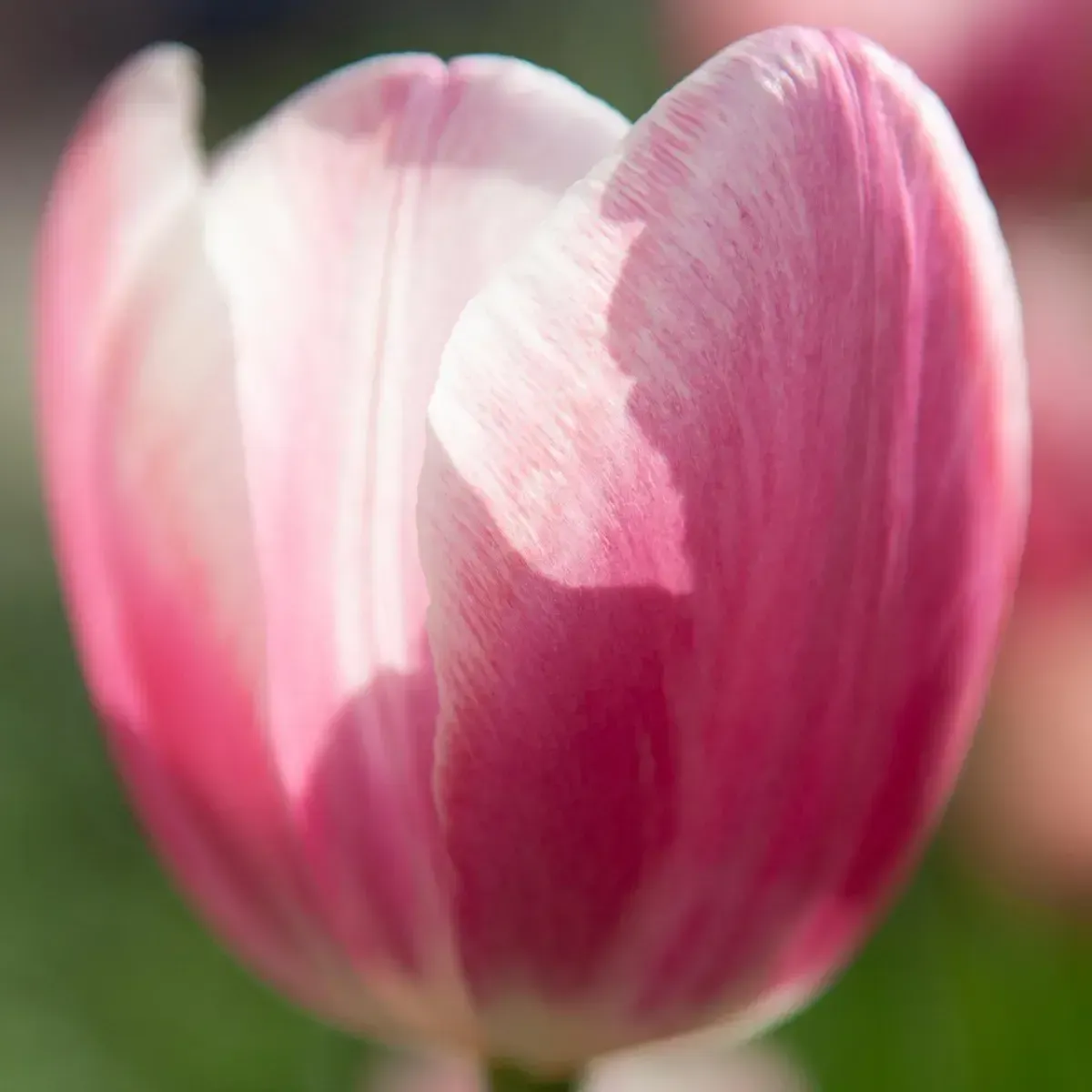 Bulbi di Tulipano Dynasty JUB Holland