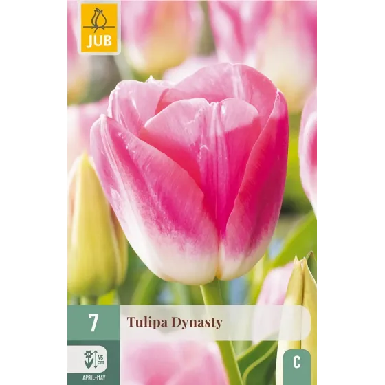 Bulbi di Tulipano Dynasty JUB Holland