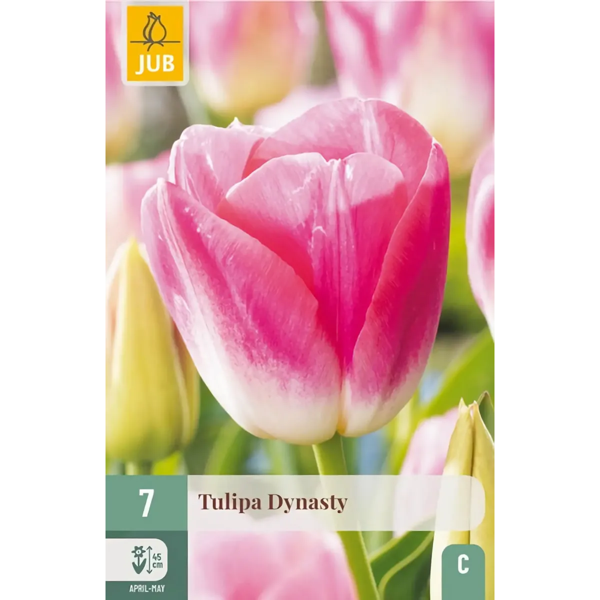 Bulbi di Tulipano Dynasty JUB Holland Bulbi di Tulipano Dynasty JUB Holland