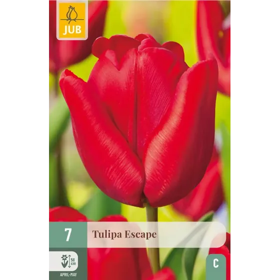 Bulbi di Tulipano Escape JUB Holland