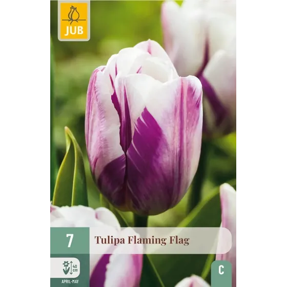 Bulbi di Tulipano Flaming Flag JUB Holland