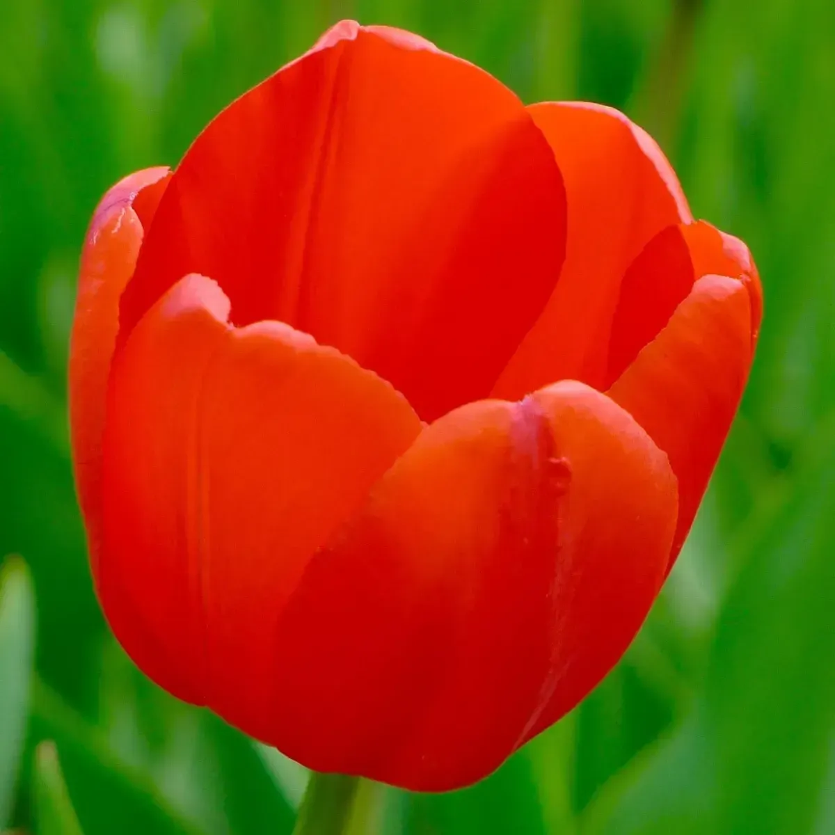Bulbi di Tulipano Ile de France JUB Holland