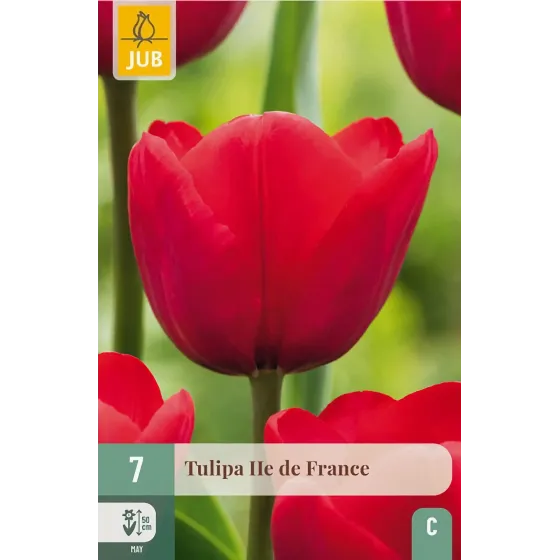 Bulbi di Tulipano Ile de France JUB Holland