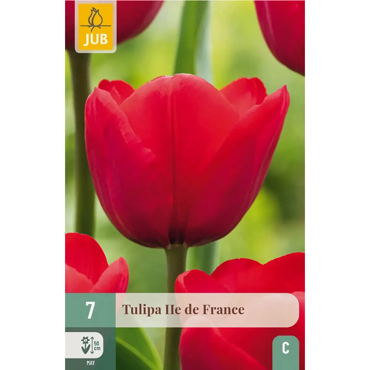 Bulbi di Tulipano Ile de France JUB Holland Bulbi di Tulipano Ile de France JUB Holland