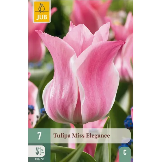 Bulbi di Tulipano Miss Elegance JUB Holland