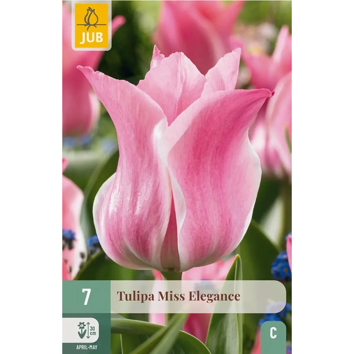 Bulbi di Tulipano Miss Elegance JUB Holland Bulbi di Tulipano Miss Elegance JUB Holland