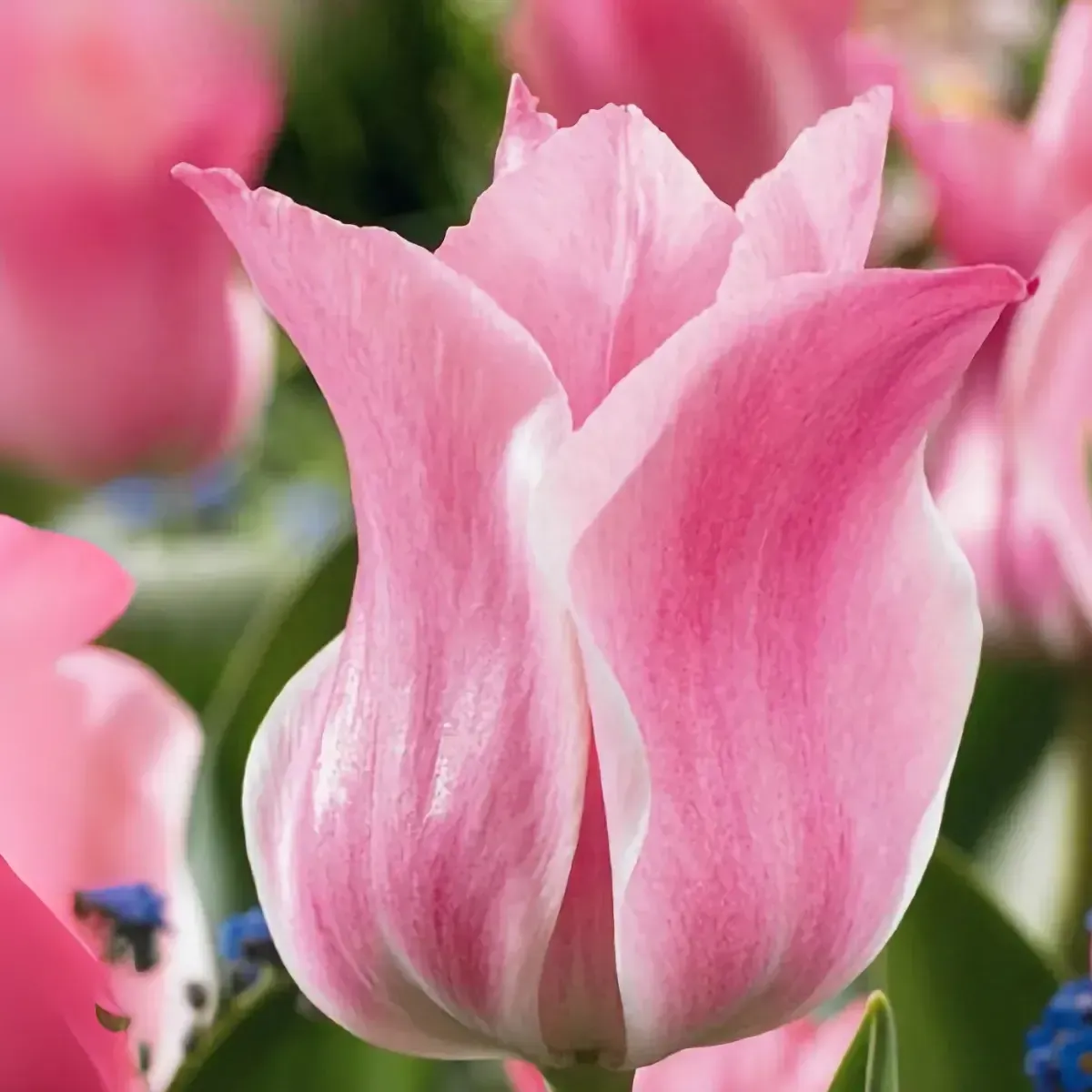 Bulbi di Tulipano Miss Elegance JUB Holland
