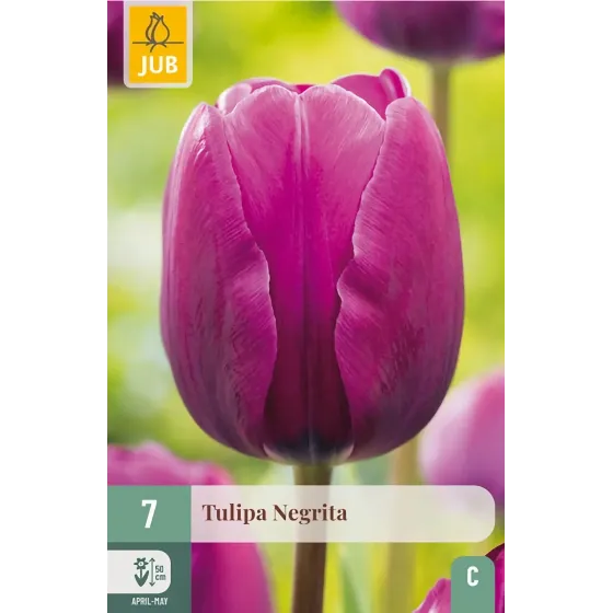 Bulbi di Tulipano Viola Negrita | JUB Holland